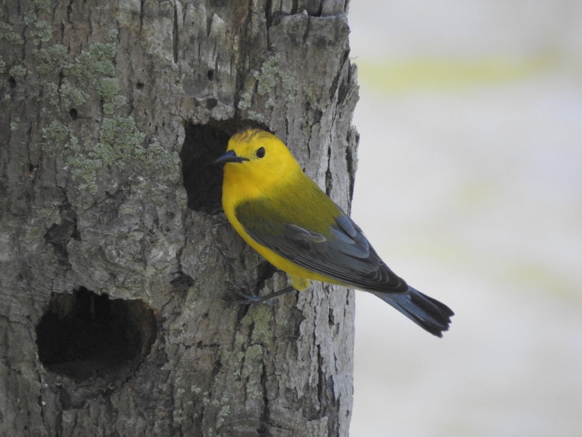 Prothonotary Warbler - ML340523921