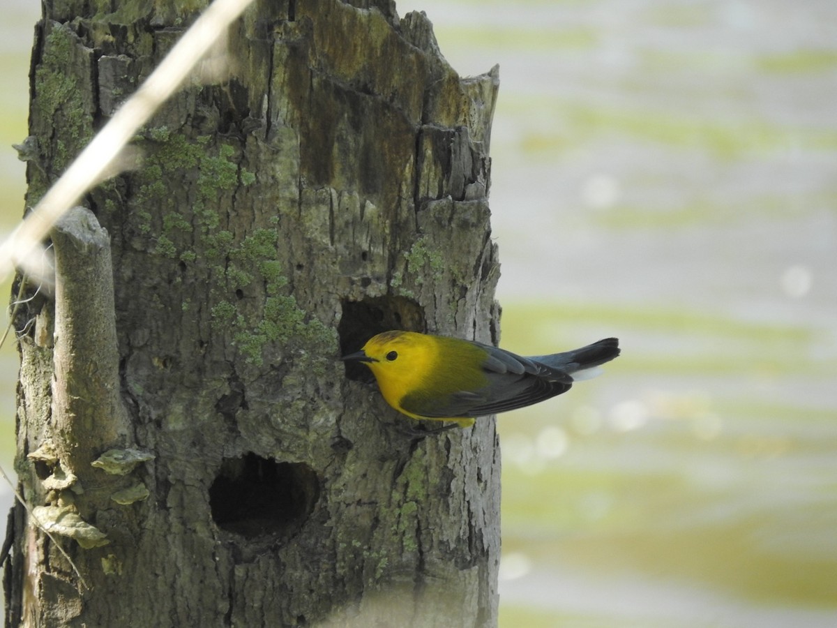 Prothonotary Warbler - ML340523931