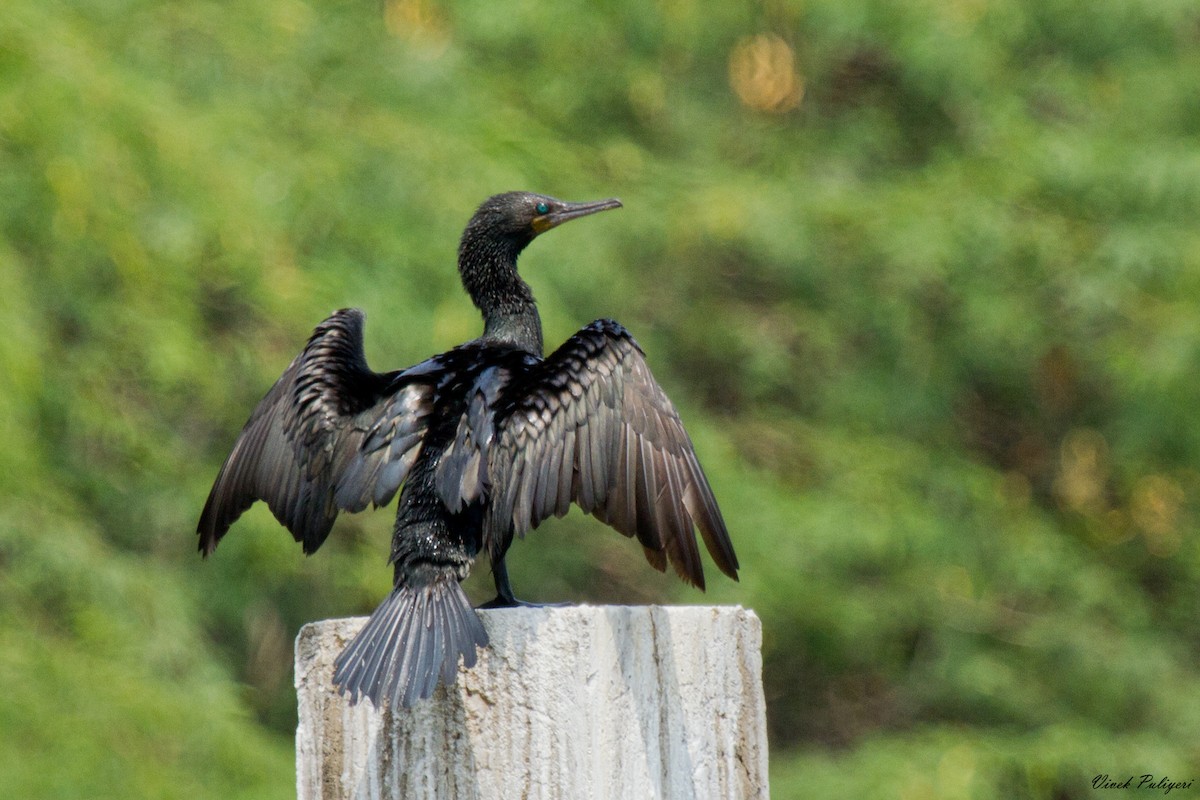 Indian Cormorant - Anonymous
