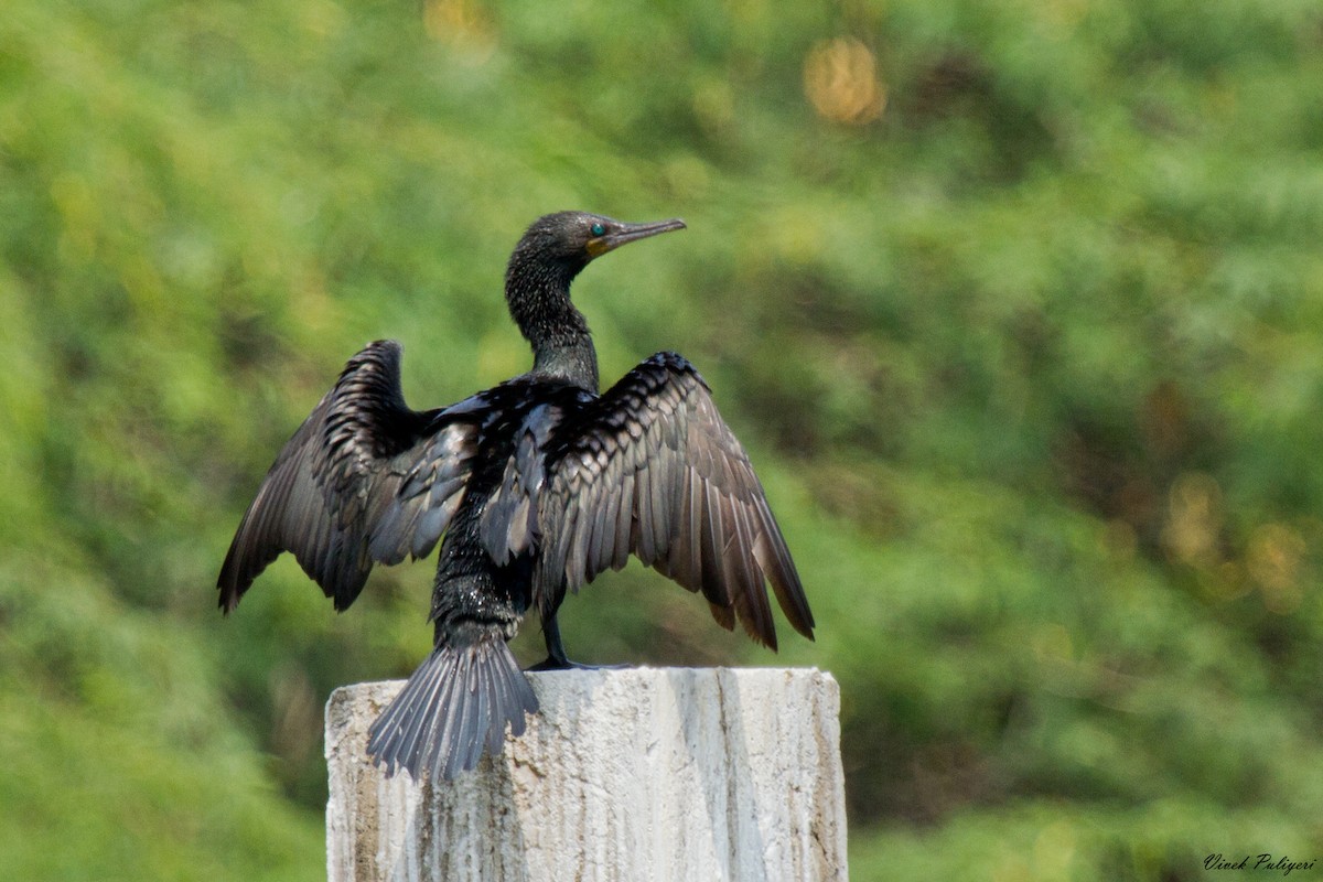 Indian Cormorant - ML34052501