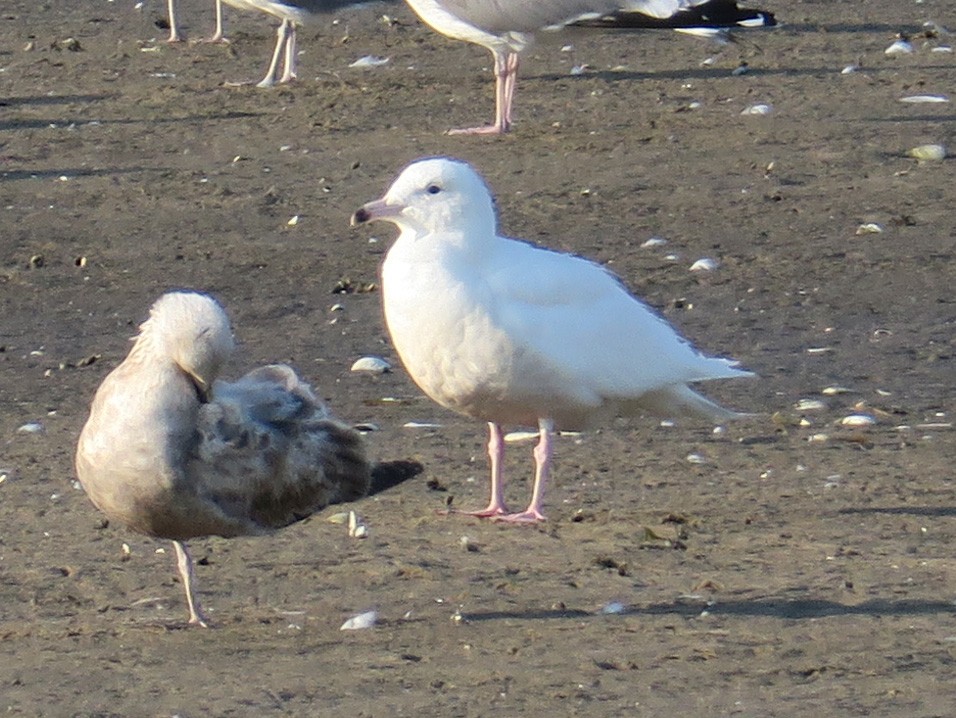 Glaucous Gull - ML340525501