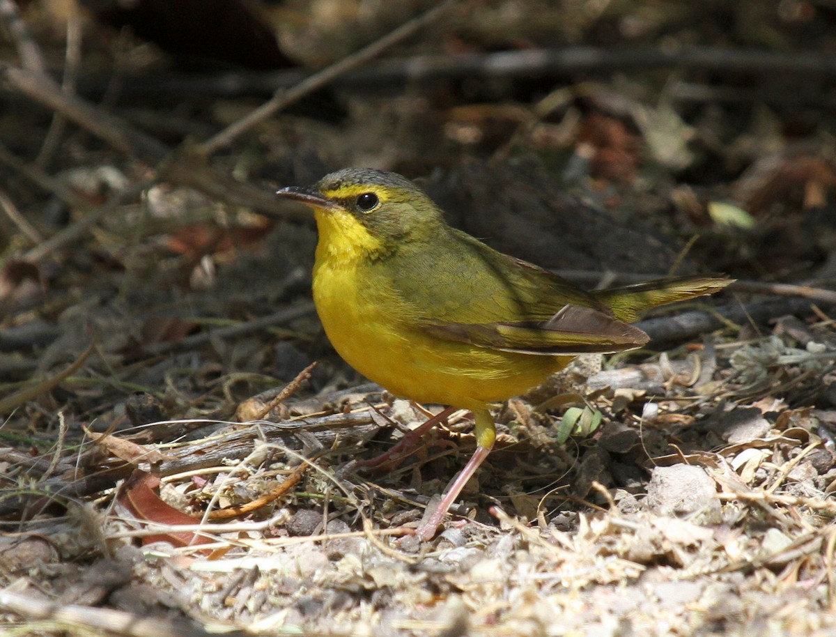 Kentucky Warbler - ML34052701