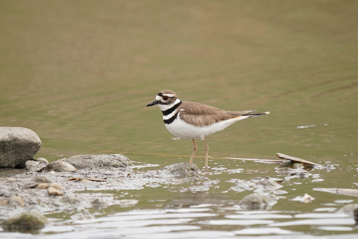 Killdeer - ML340529791
