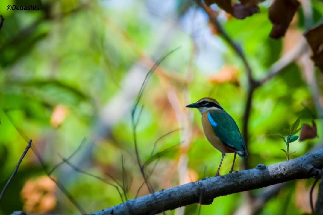 Indian Pitta - ML340530011