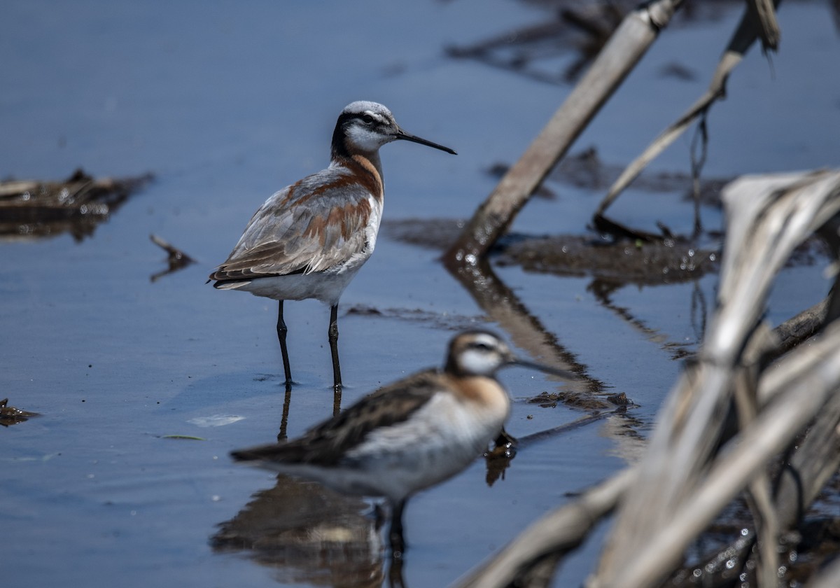 hvithalesvømmesnipe - ML340530371