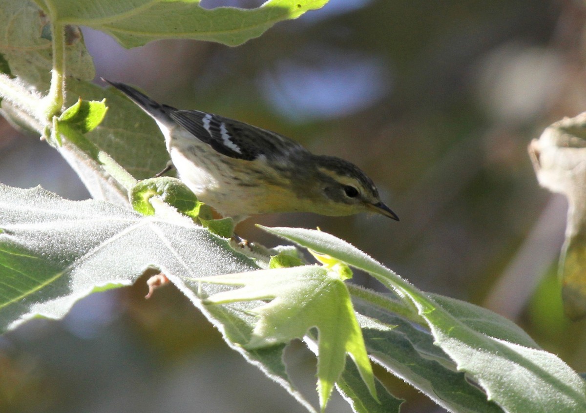 Blackburnian Warbler - ML34053431