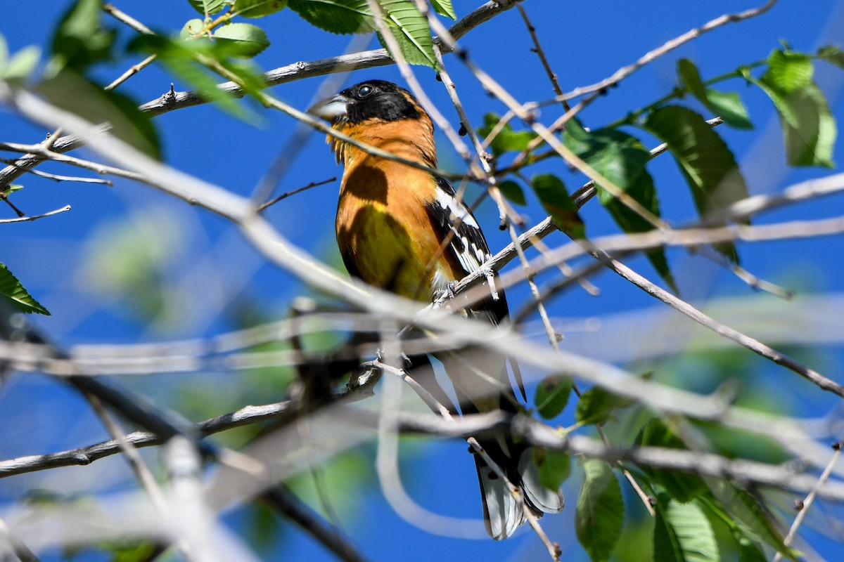 Black-headed Grosbeak - ML340534521