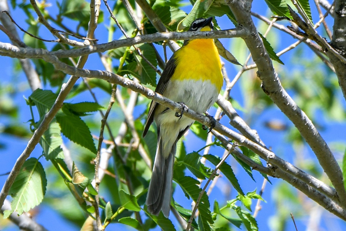 Yellow-breasted Chat - ML340534571