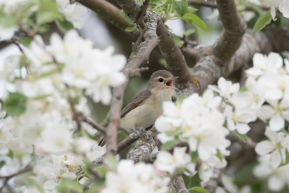 Warbling Vireo - ML340536351