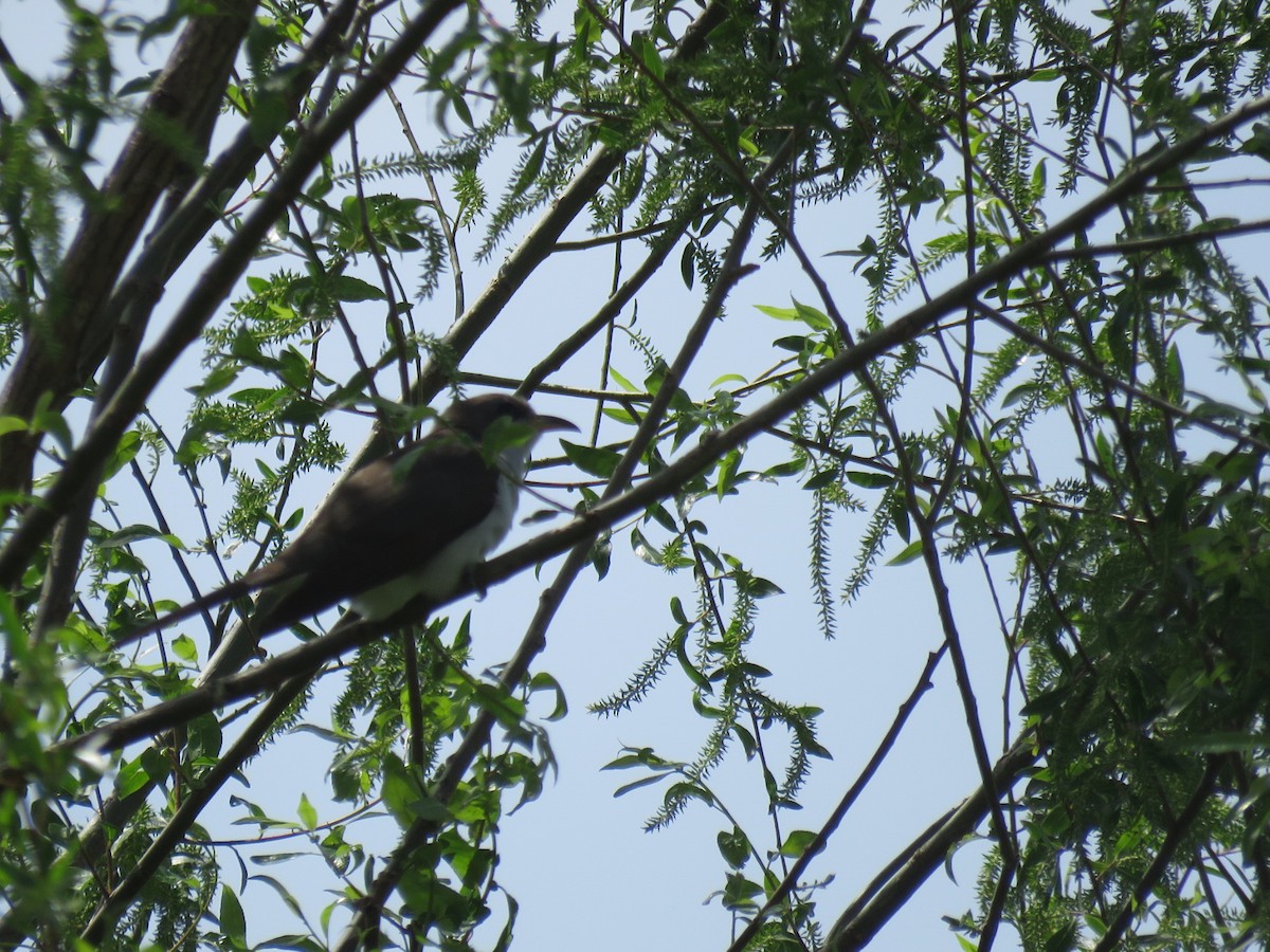 Yellow-billed Cuckoo - ML340538341