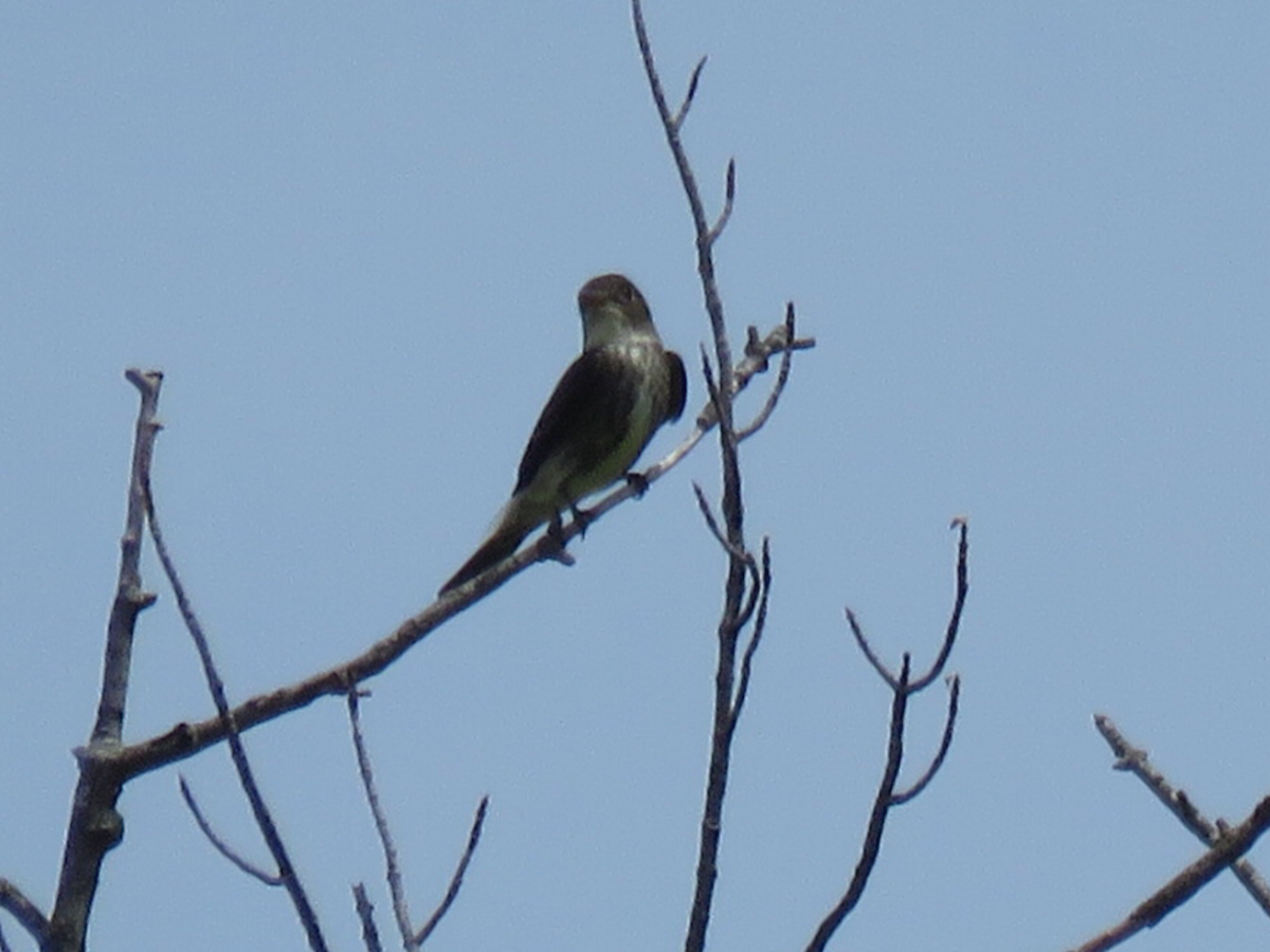 Olive-sided Flycatcher - ML340538471
