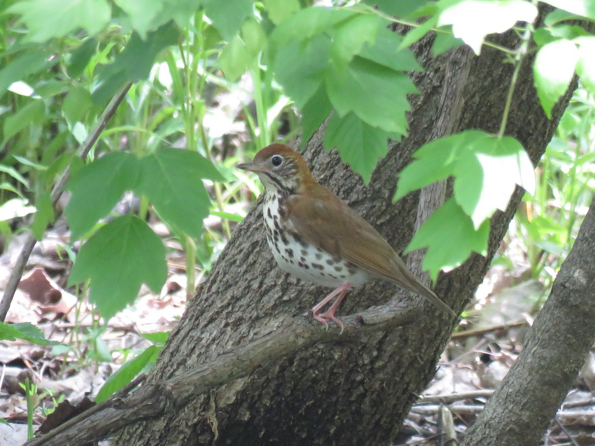 Wood Thrush - ML340538541