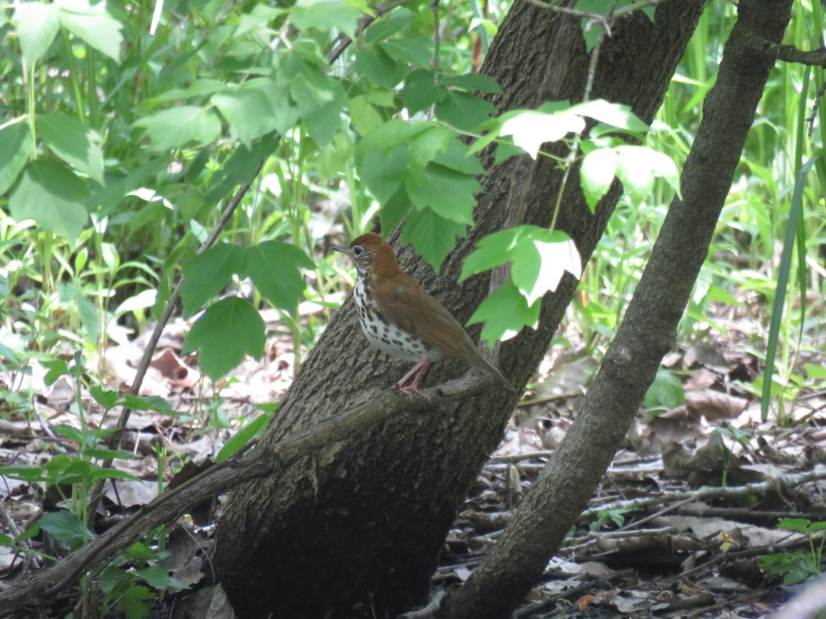 Wood Thrush - ML340538551