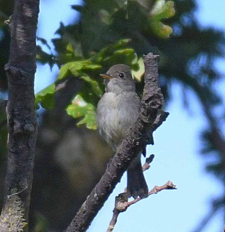 Willow Flycatcher - ML34053991