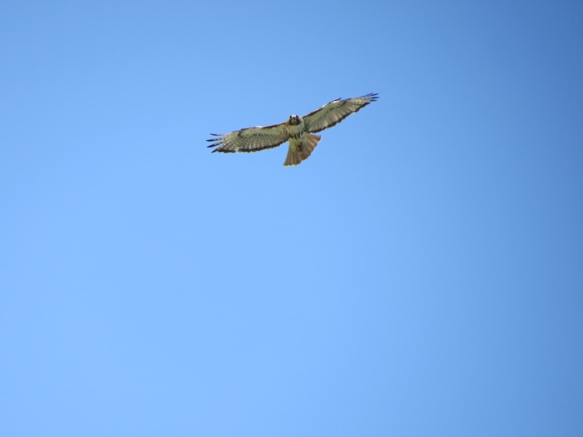 Red-tailed Hawk - ML340540851