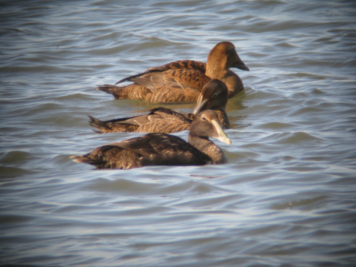 Common Eider - ML340540981