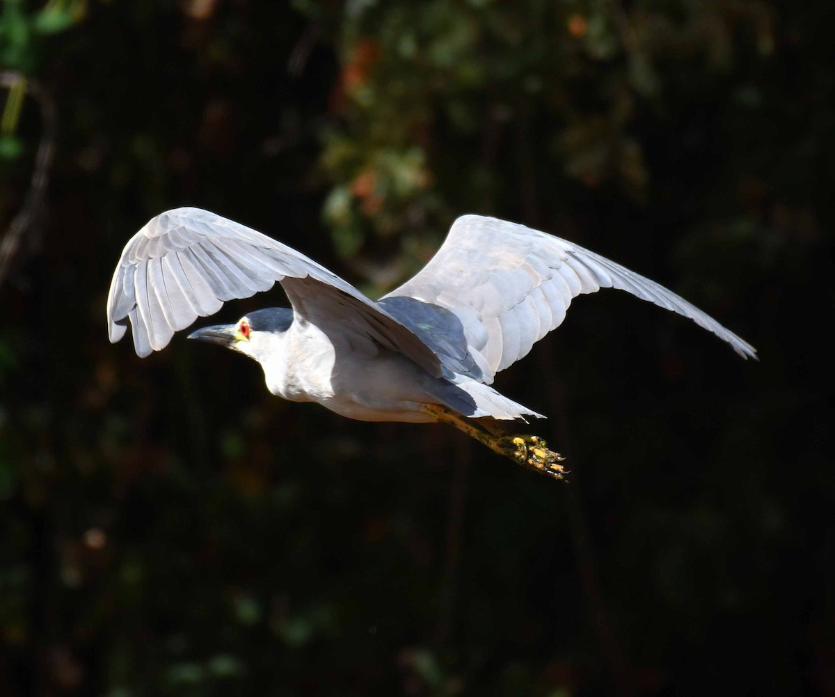 Black-crowned Night Heron - ML34054101