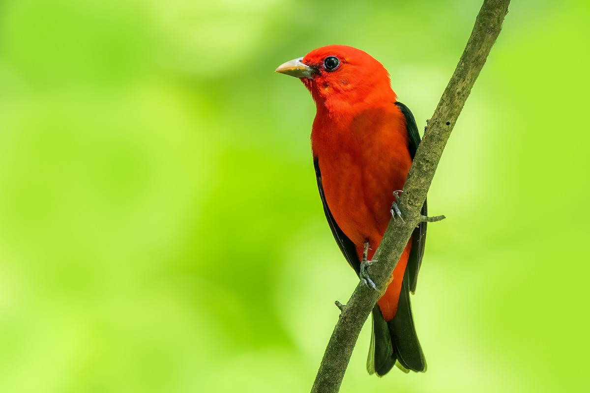 Scarlet Tanager - ML340541691