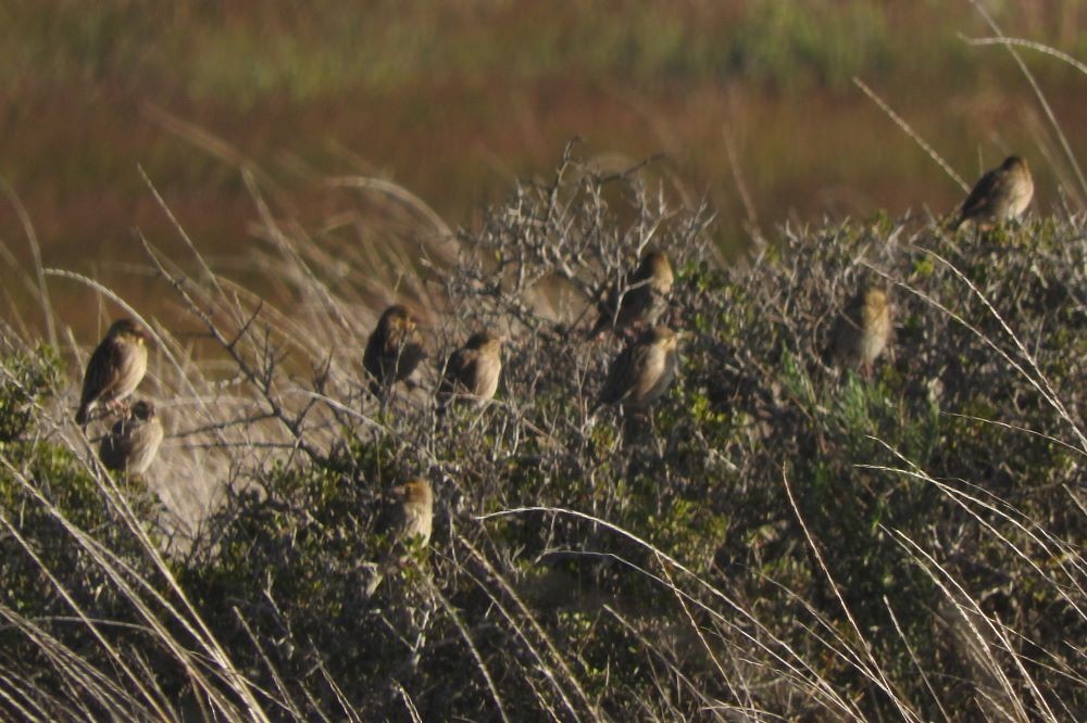 Southern Red Bishop - Dieter Oschadleus