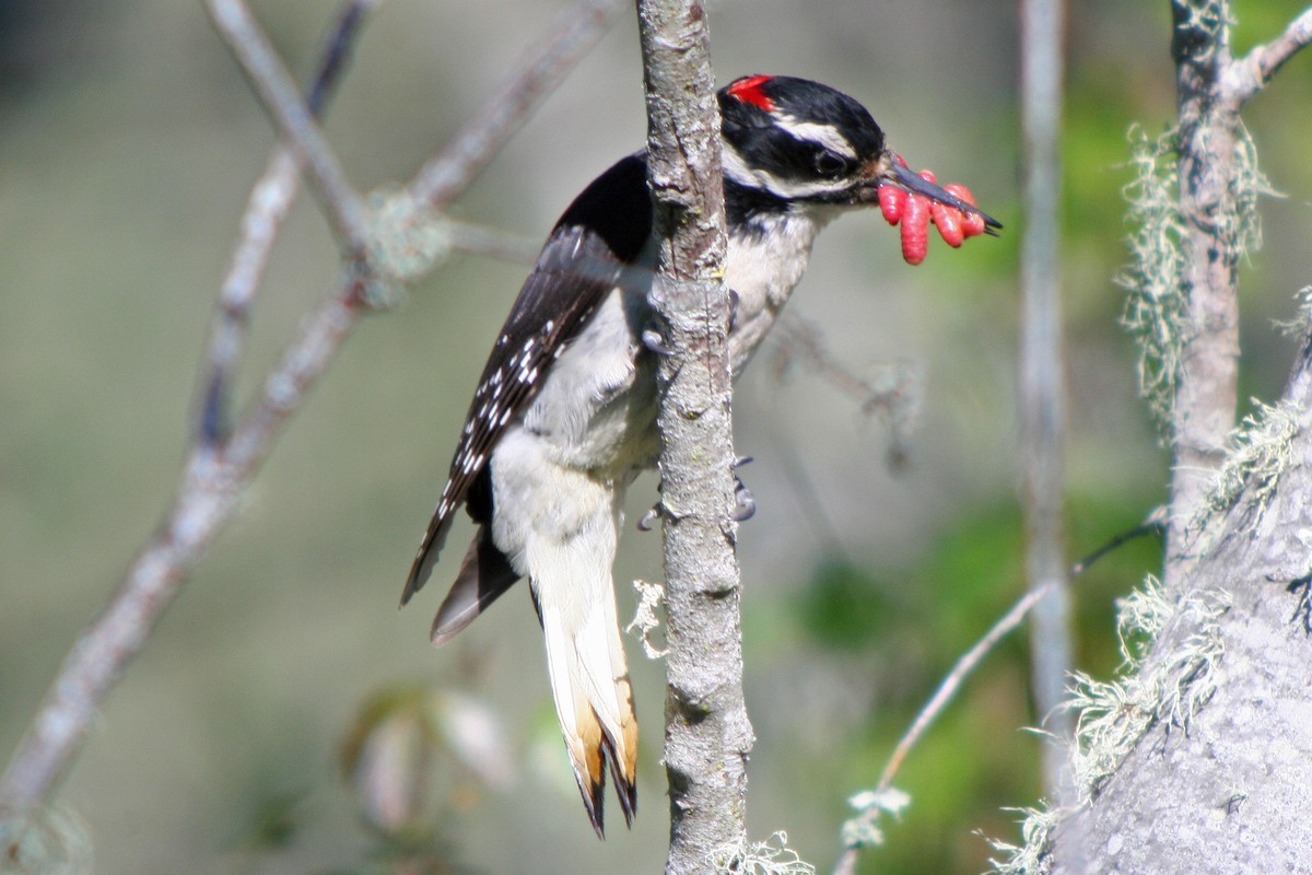 Hairy Woodpecker - ML34054381