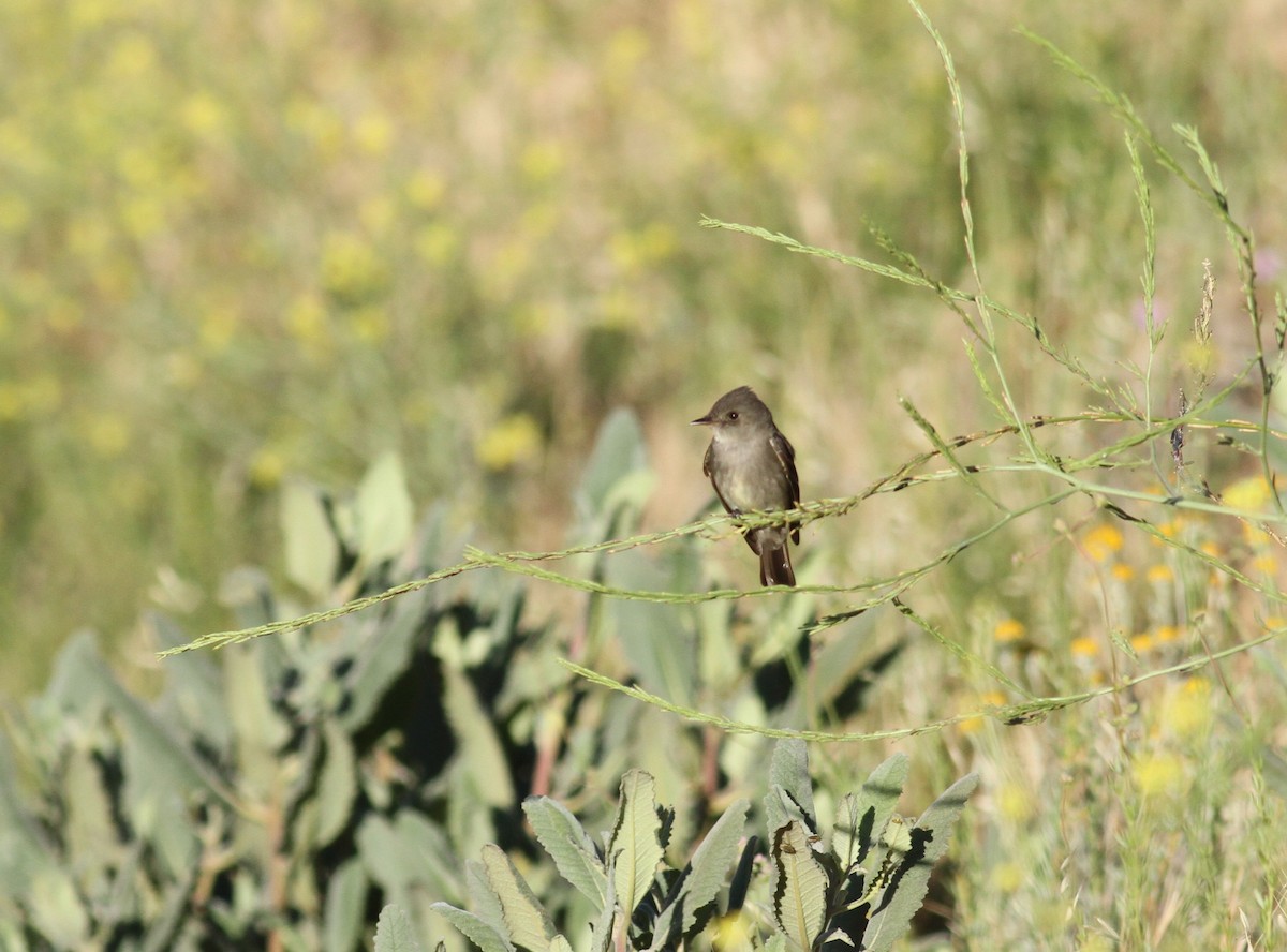 Western Wood-Pewee - ML340544101