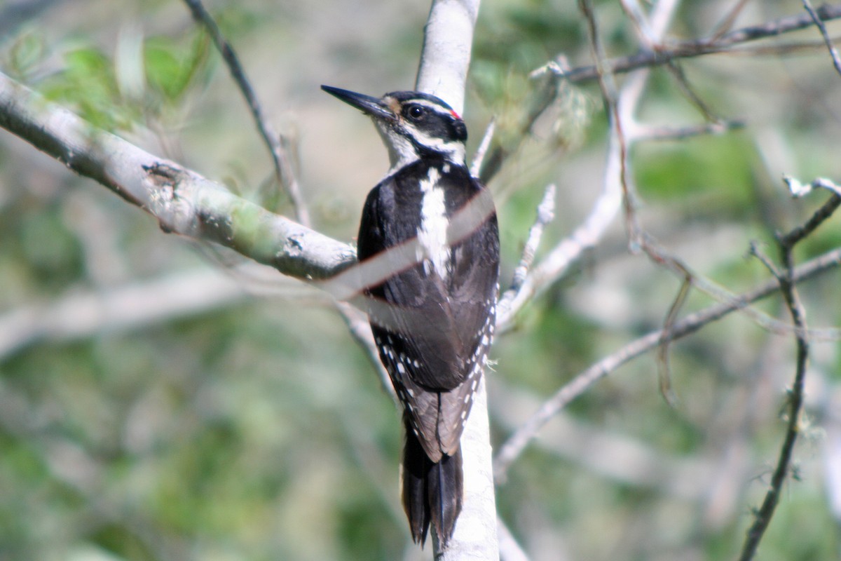 Hairy Woodpecker - ML34054411