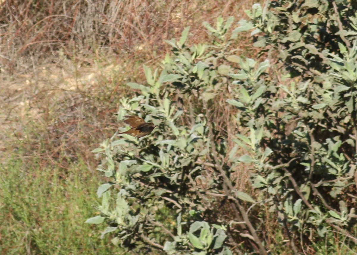 Swainson's Thrush - Ryan Terrill