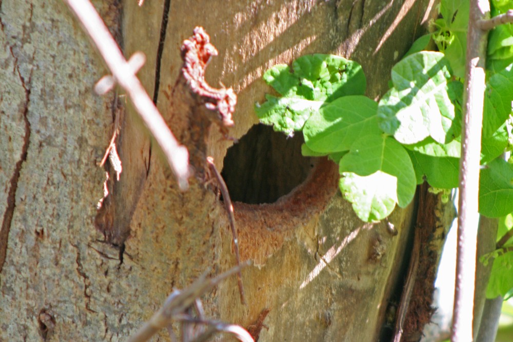 Hairy Woodpecker - ML34054431