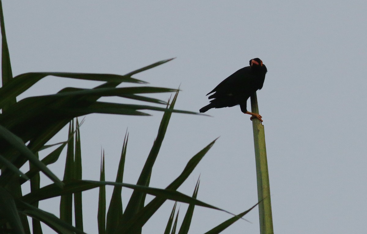 Common Hill Myna - ML34054471