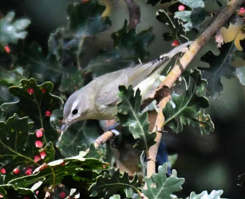 Warbling Vireo - ML34054481