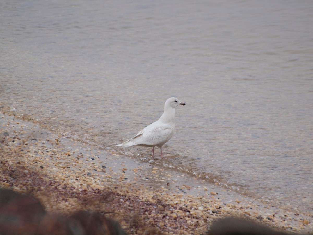 Iceland Gull (kumlieni/glaucoides) - ML340545641