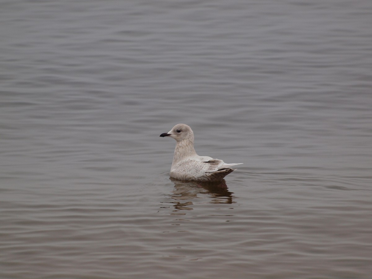 Iceland Gull (kumlieni/glaucoides) - ML340545681