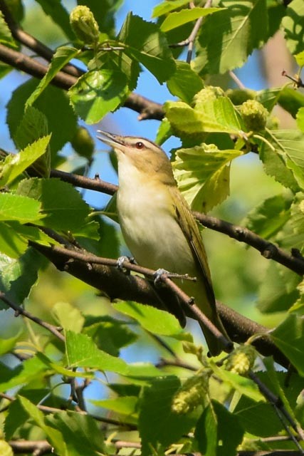 Red-eyed Vireo - ML340547471
