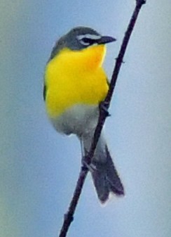 Yellow-breasted Chat - Richard Taylor