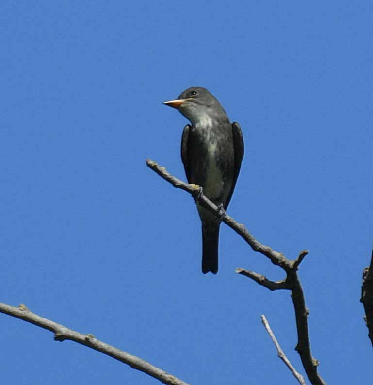 Olive-sided Flycatcher - ML34054801