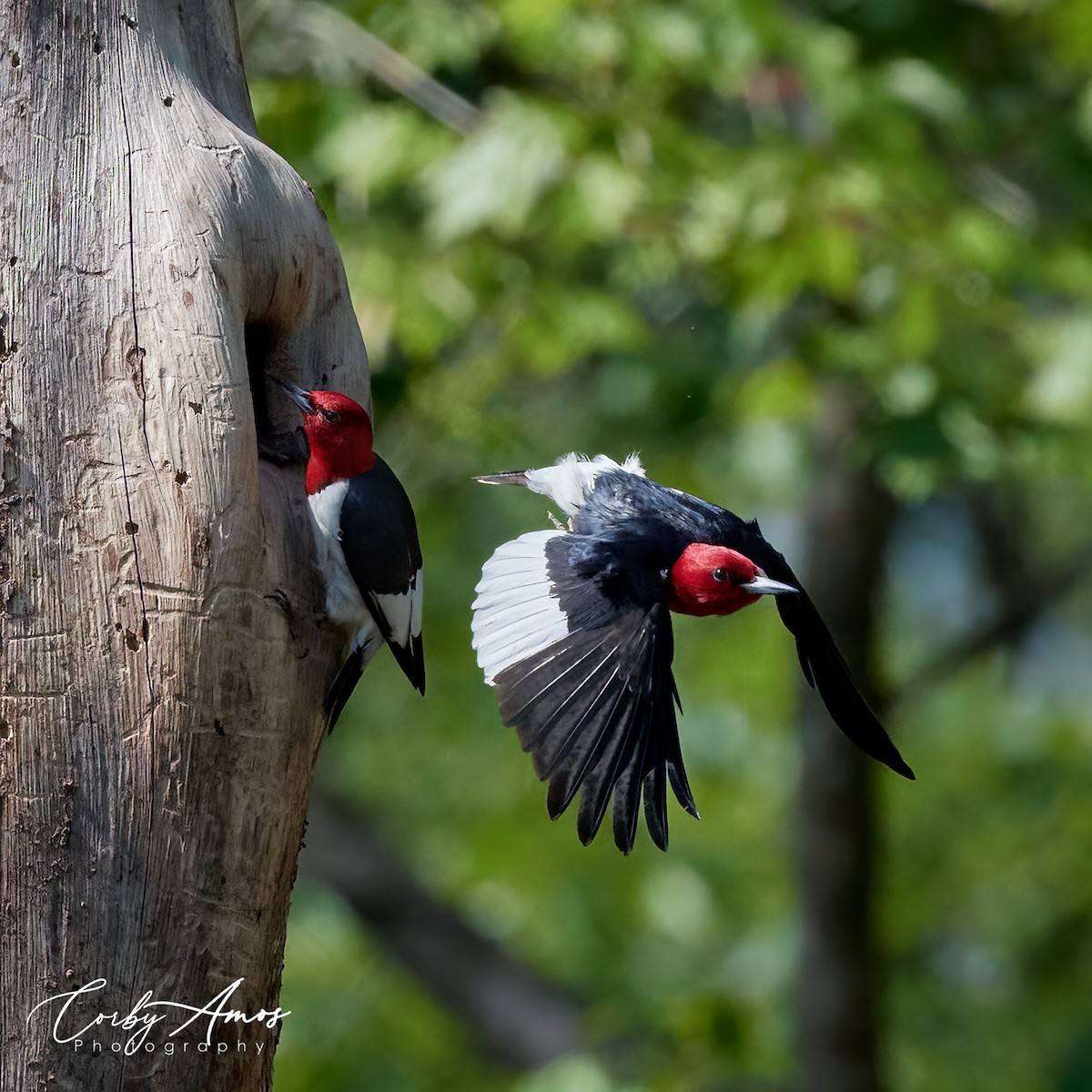 Red-headed Woodpecker - Corby Amos