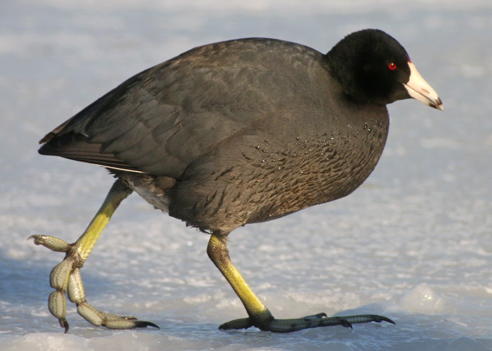 American Coot (Red-shielded) - ML34054921