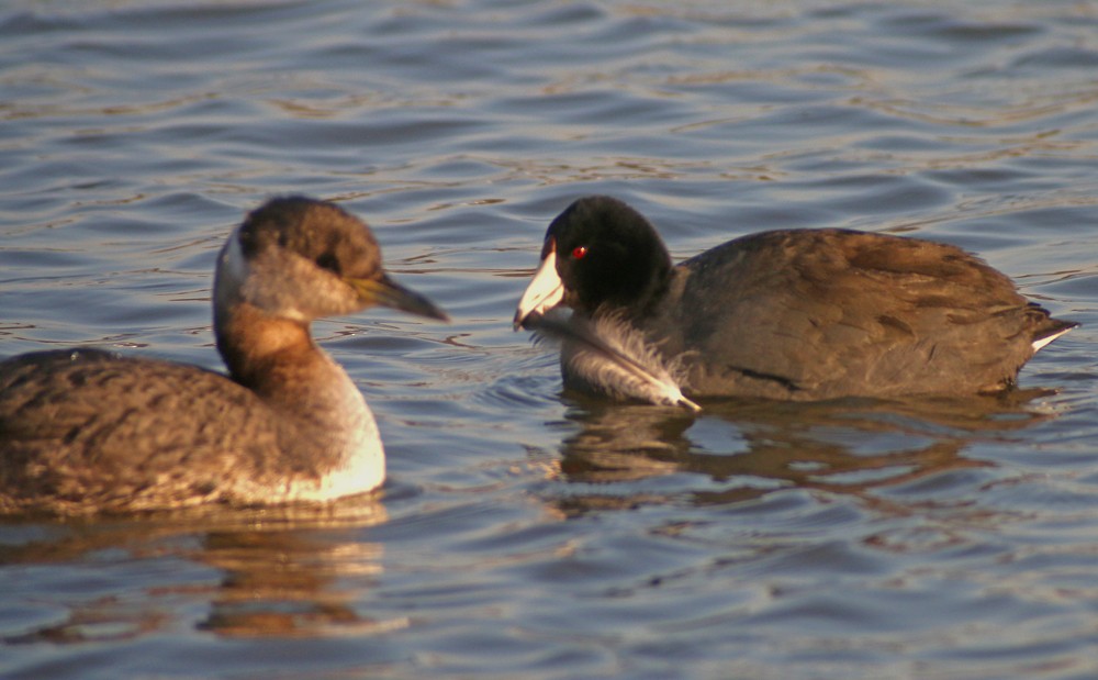 American Coot (Red-shielded) - ML34054931