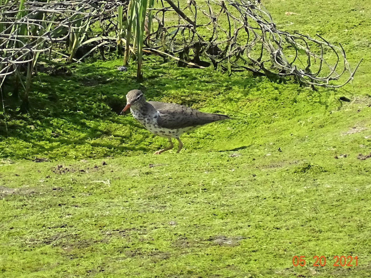 Spotted Sandpiper - ML340549361