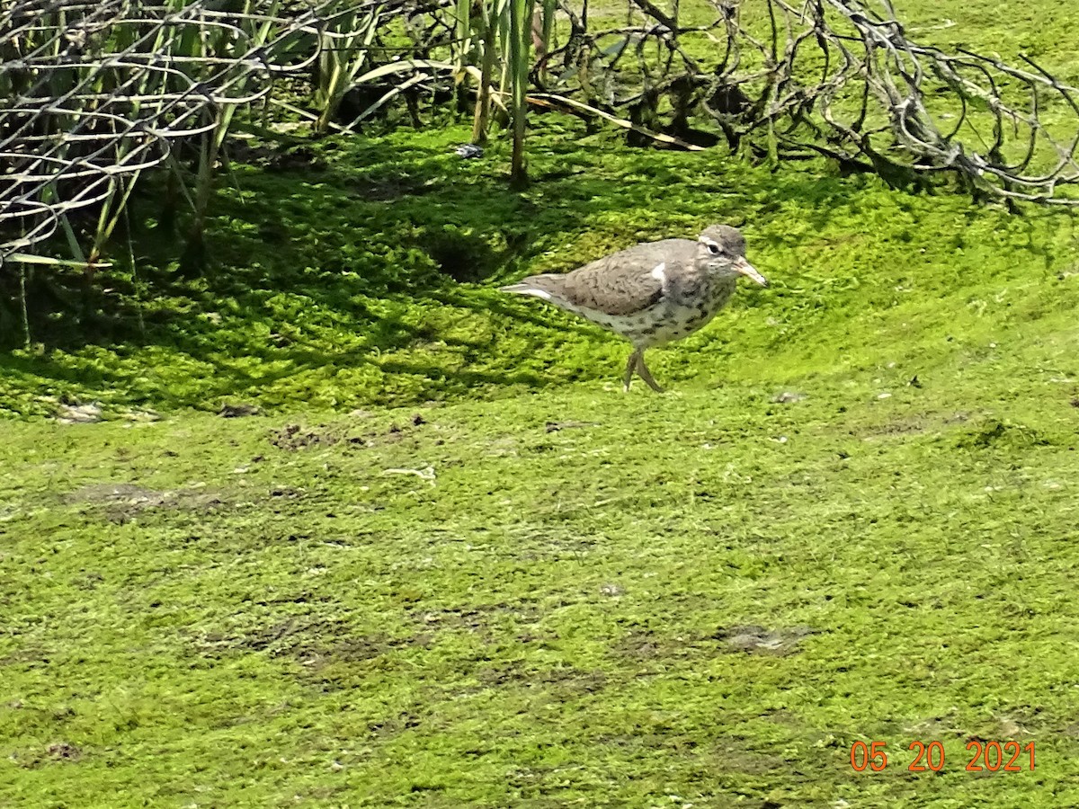 Spotted Sandpiper - ML340549371