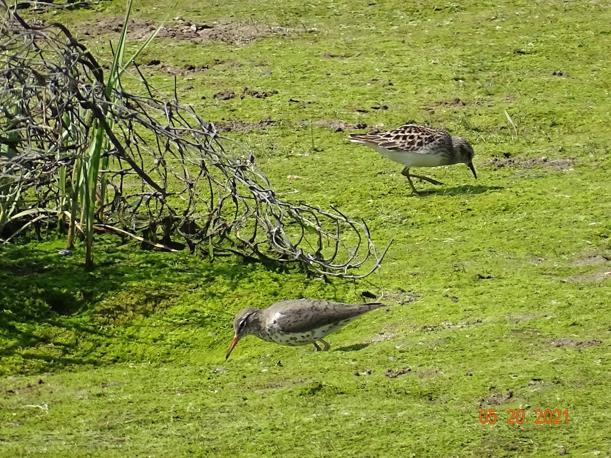 Spotted Sandpiper - ML340549381