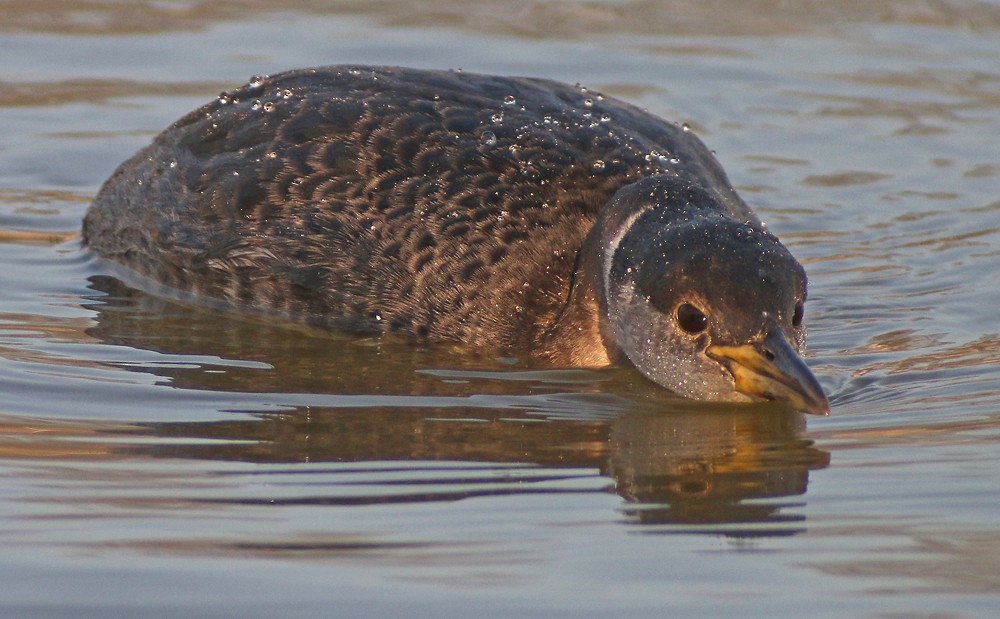 Red-necked Grebe - ML34054961