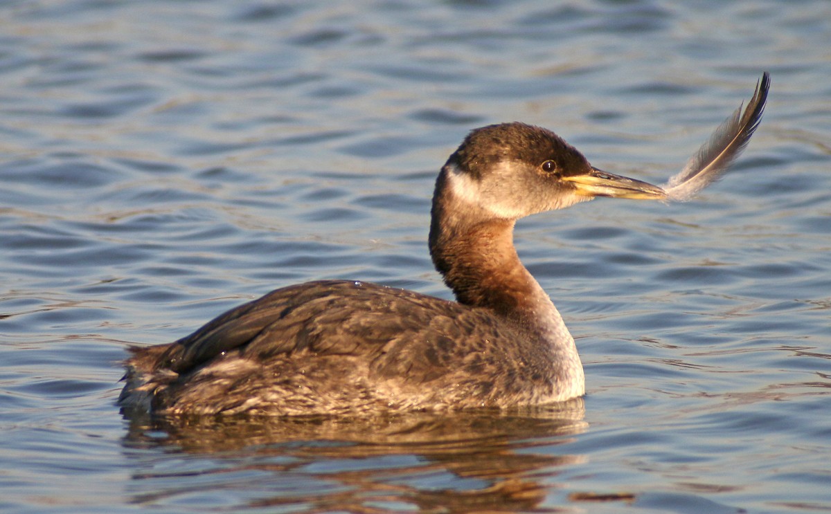 Red-necked Grebe - ML34054981