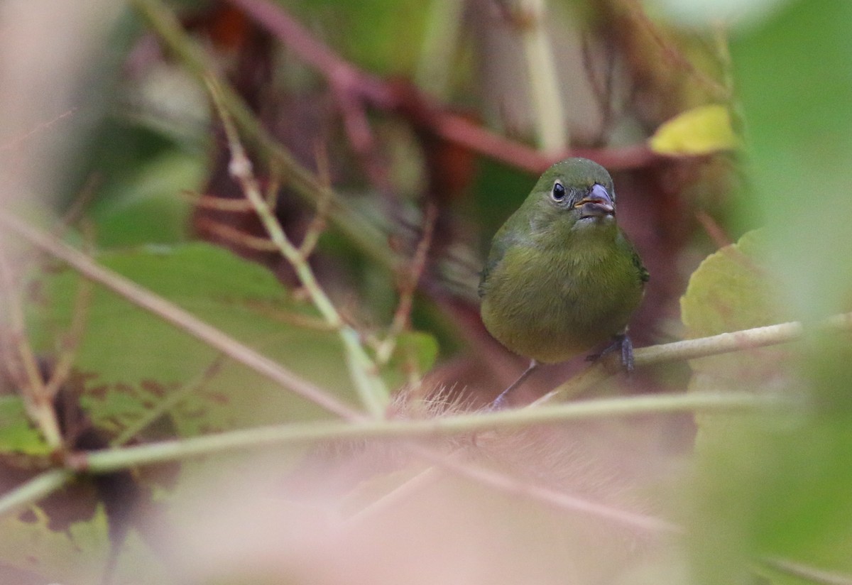 Painted Bunting - ML34055101