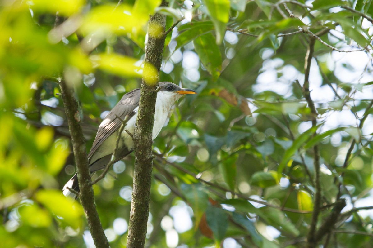 Pearly-breasted Cuckoo - ML340551961