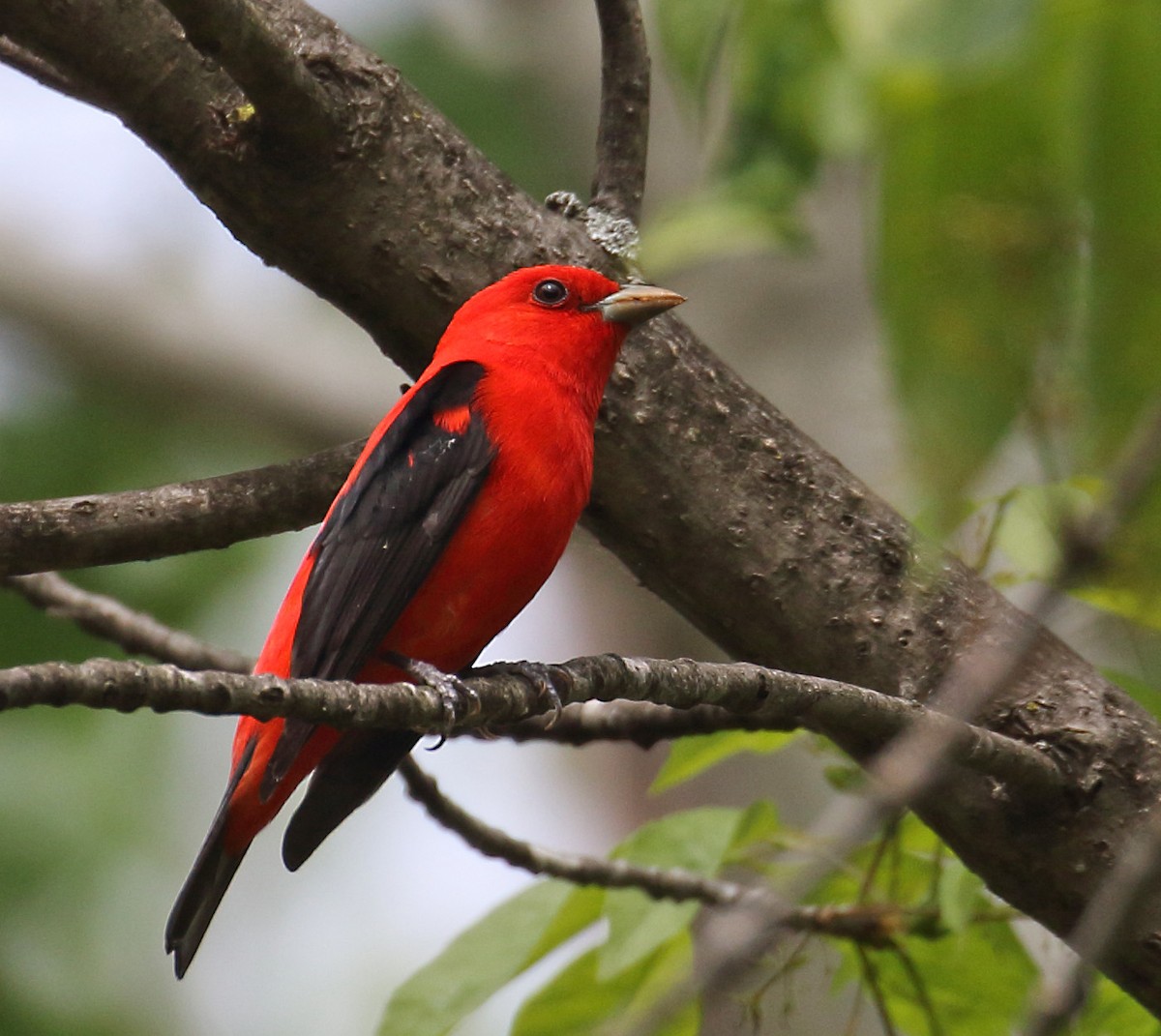 Scarlet Tanager - ML340553351