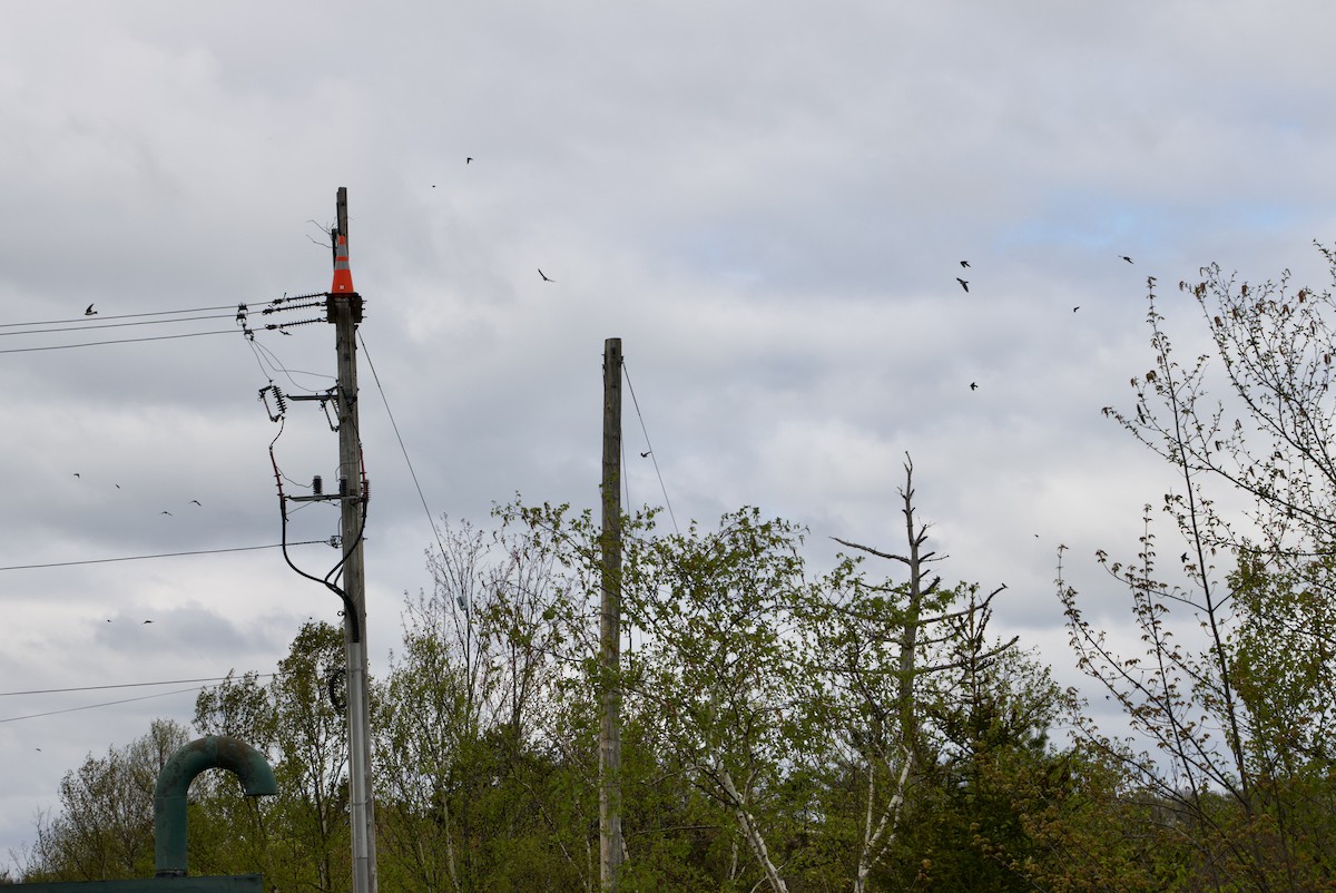 Tree Swallow - ML340553891