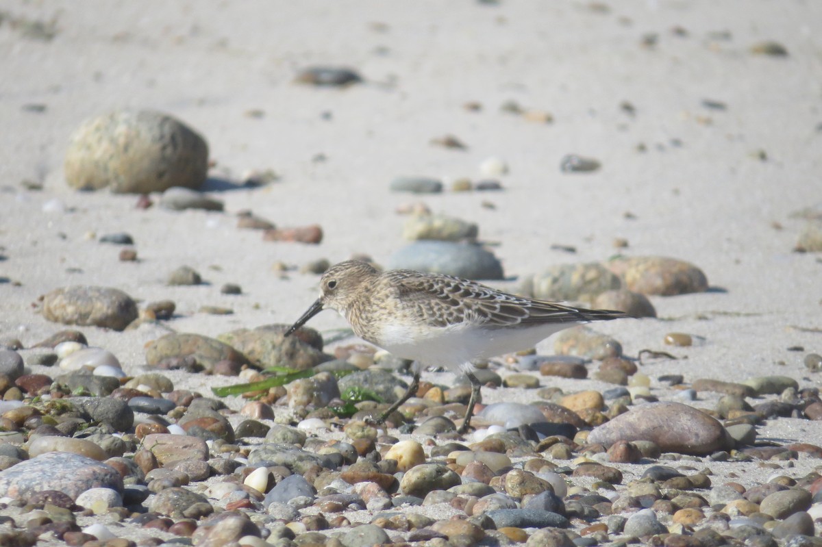 Baird's Sandpiper - ML34055561