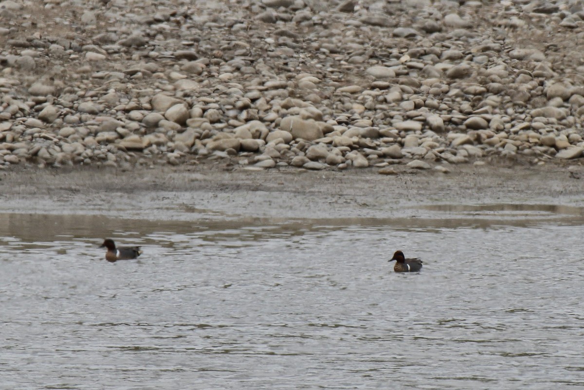 Green-winged Teal - ML340556221