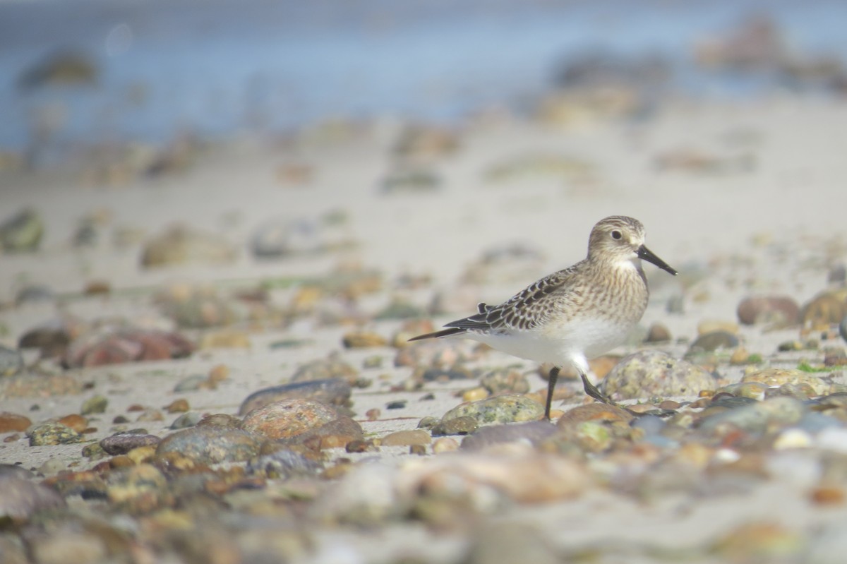 Baird's Sandpiper - ML34055641